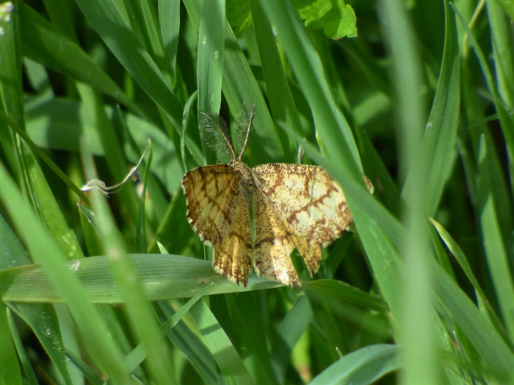 Ematurga atomaria (Geometridae)